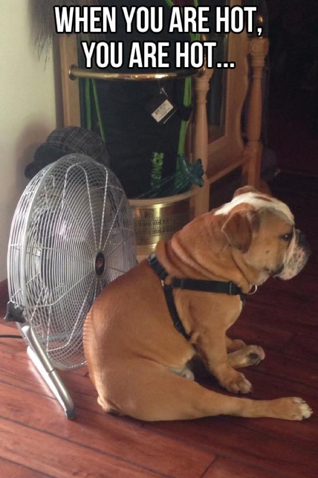 funny-dog-fan-summer-hot
