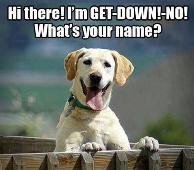 funny-dog-name-meme