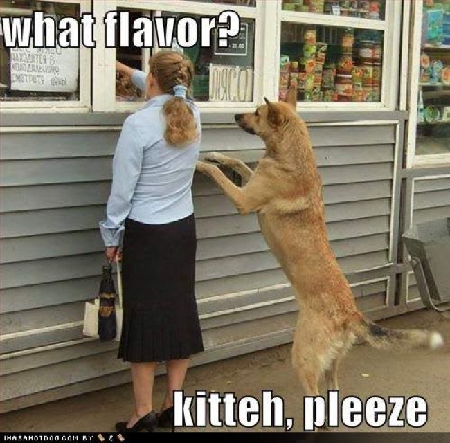 funny-dog-pictures-ice-cream