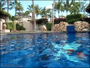 dog jump pool frisbee