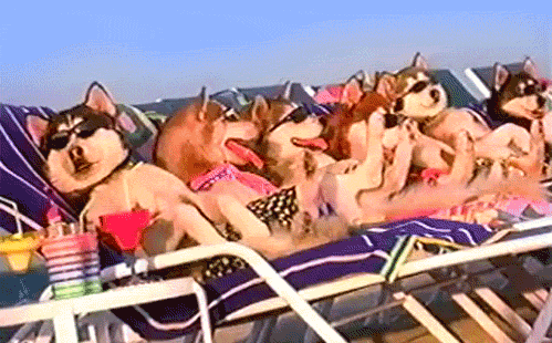 dogs in beach chairs