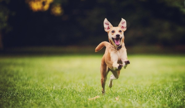 happy-dog-running-by-500px