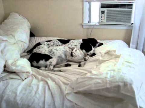 Adorable Dogs snuggle together by AC unit