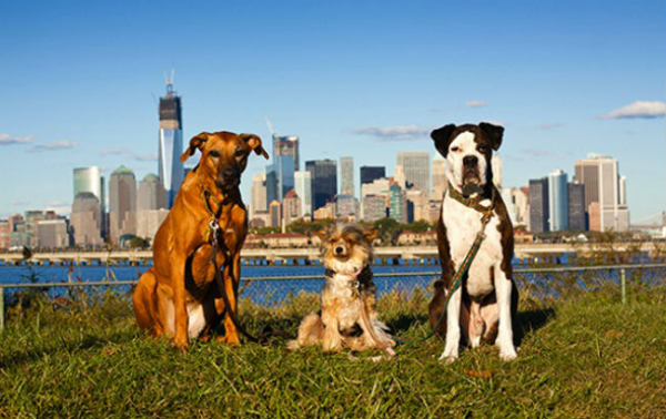 new dogs new york city
