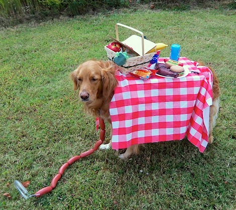 picnic-table-dog