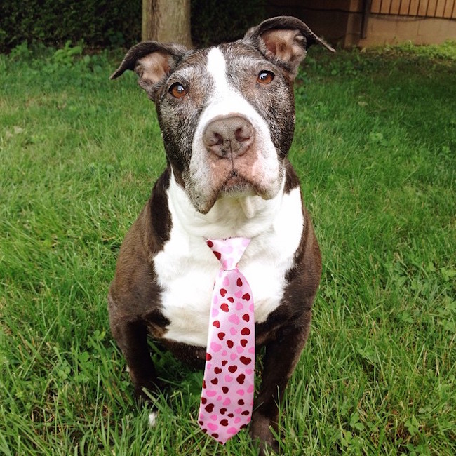 pitbull in a pink tie