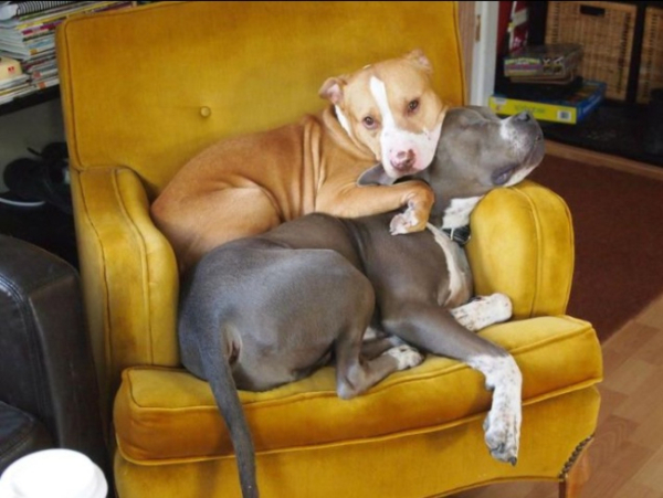 Adorable Pitbulls Cuddle on Vintage Chair
