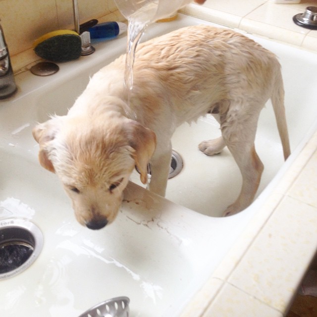 puppy bath in sink