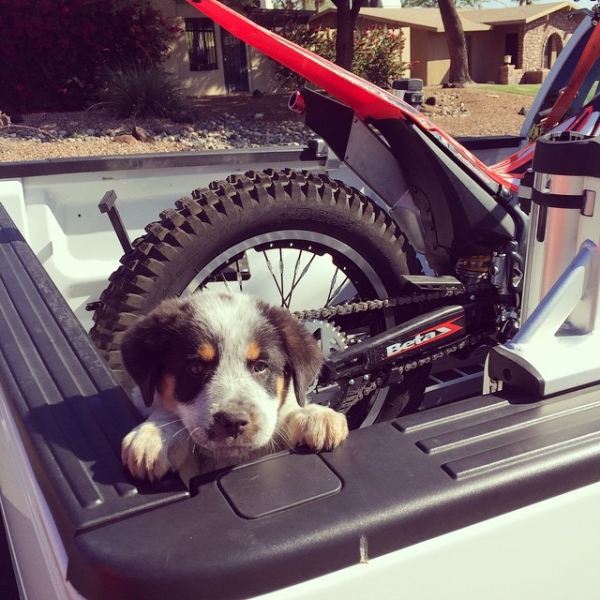 puppy-in-truck