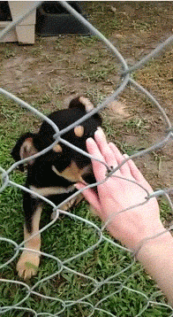 puppy-love-bites