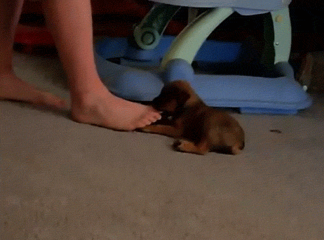 puppy-toes-bite
