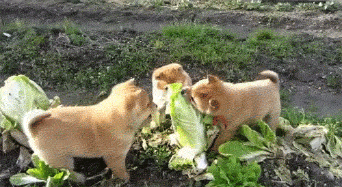 pups-versus-cabbage