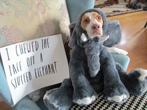 dog-shaming-elephant
