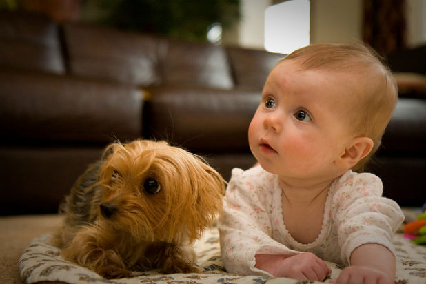 scared baby and yorkie