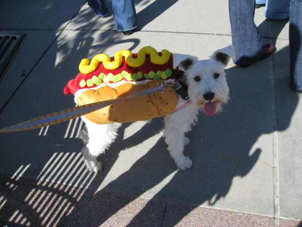 schnauzer