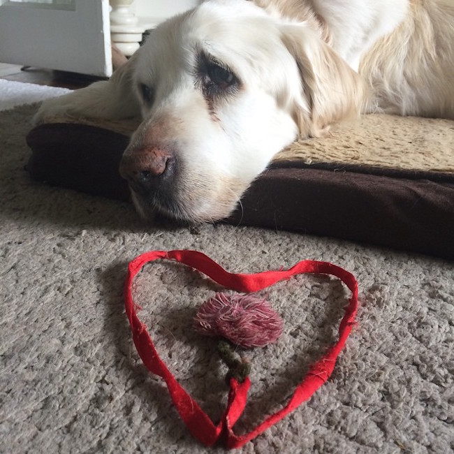 senior dog with red heart