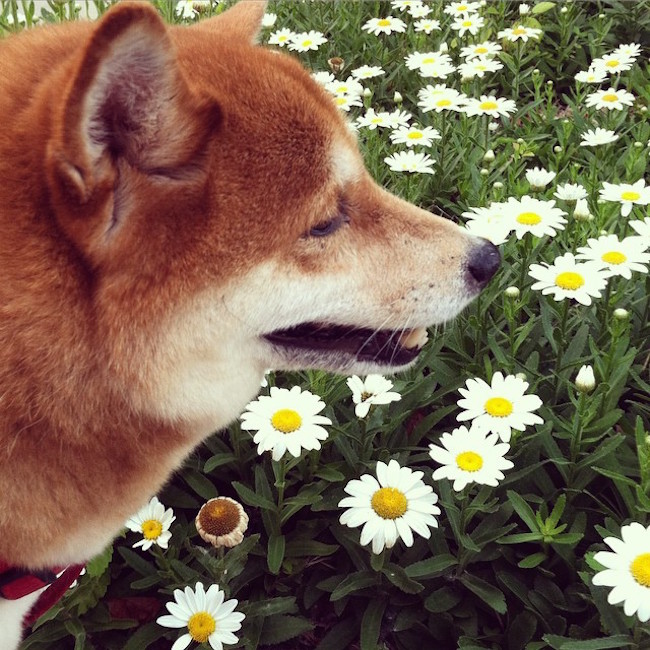 shiba smelling flowers