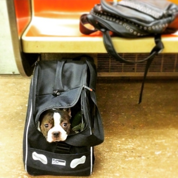 subway-dog-