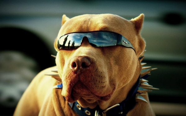 tough-pitbull-wearing-sunglasses