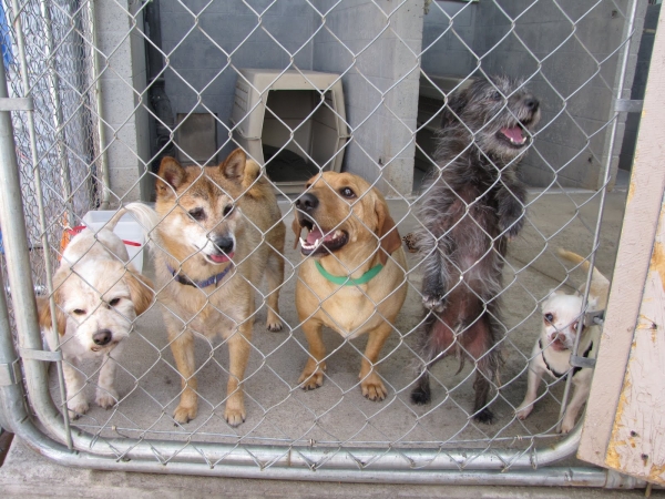 shelter dogs