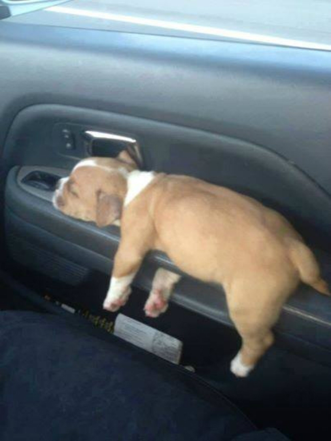 96485-Puppy-Napping-On-Car-Door-Handle