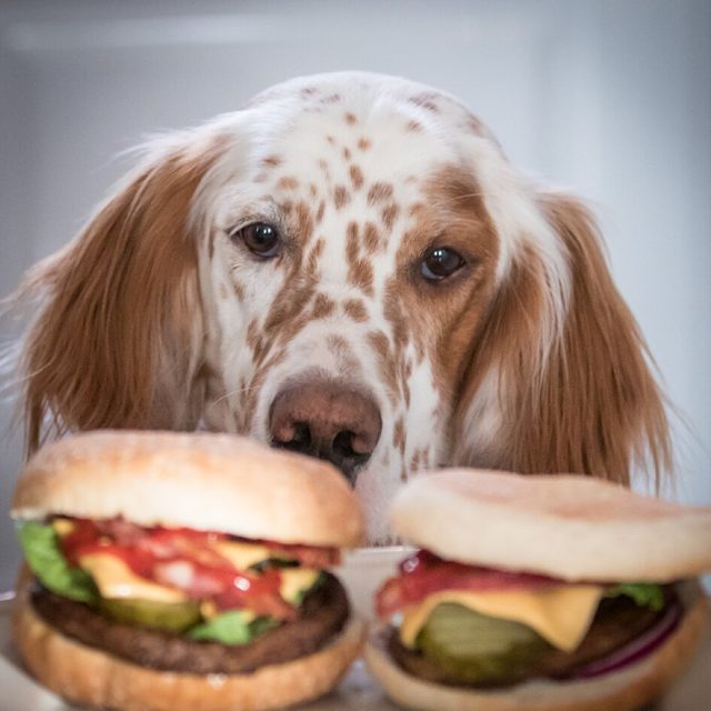 Dog Cheeseburger Martea
