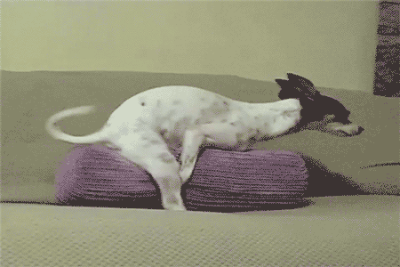 dog humping pillow