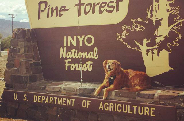 Inyo National Forest Dog by @holabrendita