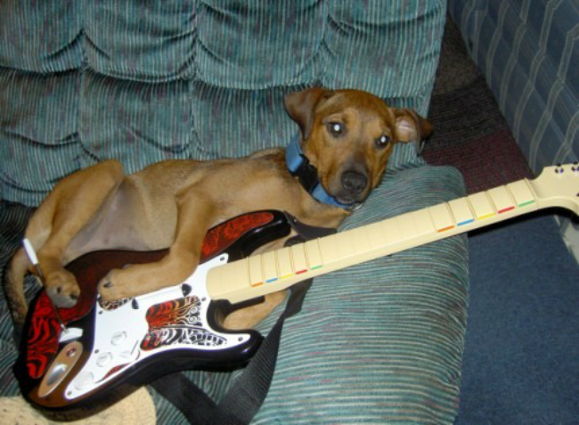 Rock-band-dog