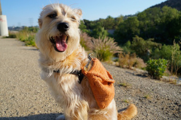 dog knitted backpack DIY