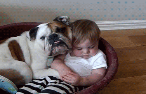 bulldog and baby