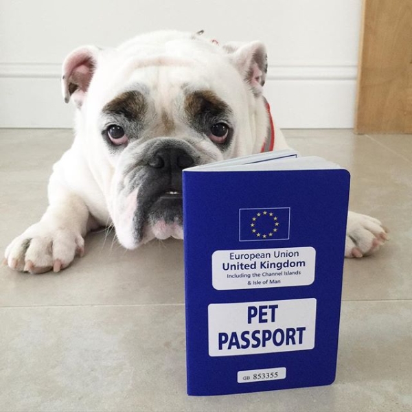 bulldog-pet-passport-travel