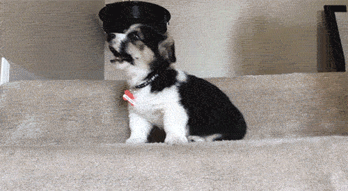 corgi-puppy-versus-stairs