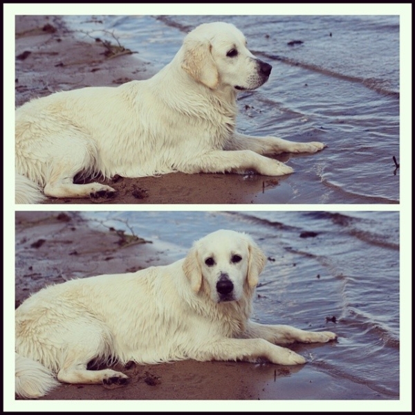 dog-beach-mud