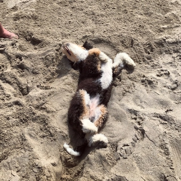 dog-beach-sunbathing