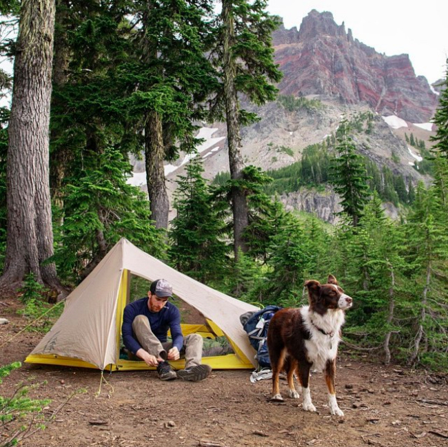 dog camping tent nature outdoors summer