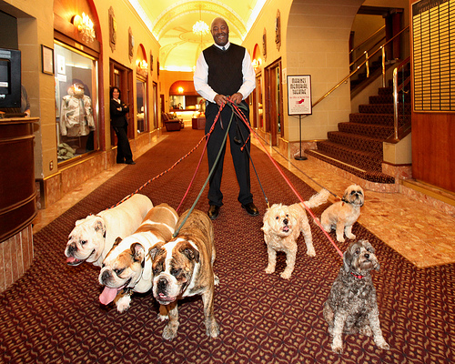 dog-friendly-hotels