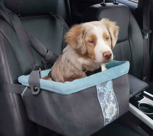 dog-in-box-car