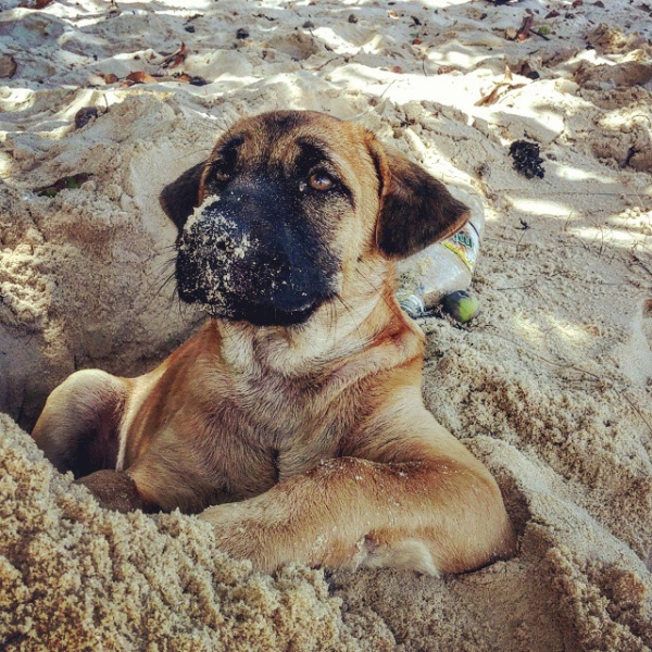 dog-in-thesand