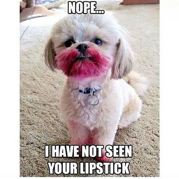 dog-lipstick-excuses