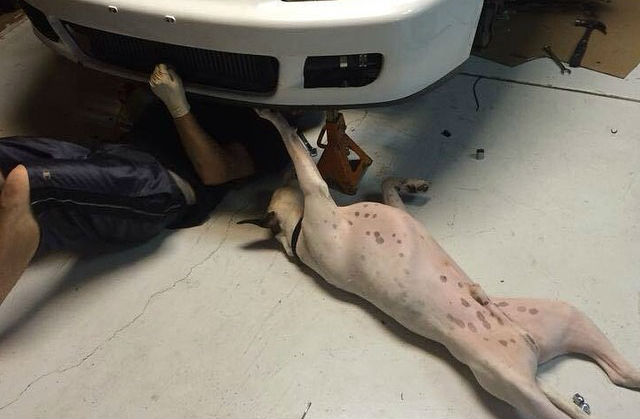 dog under car