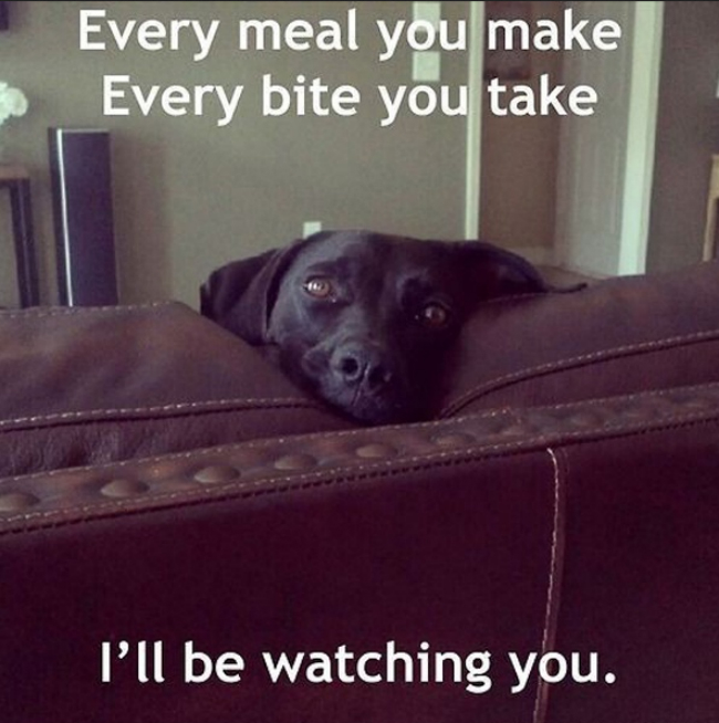 dog watches you