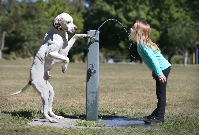 dog-water-girl