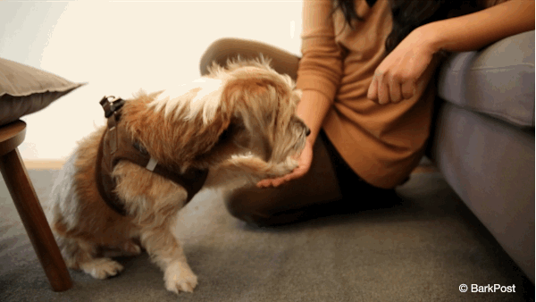 dog with paw shake