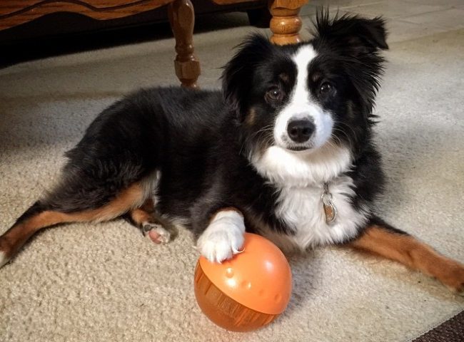 dog with treat ball