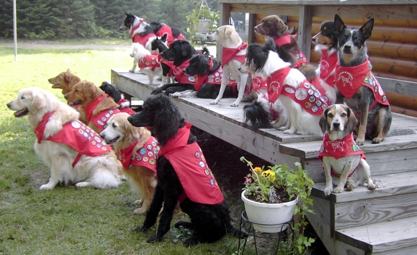 dog_scouts_2007