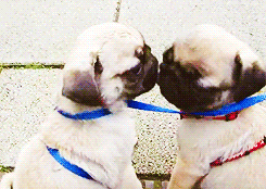dogs kissing