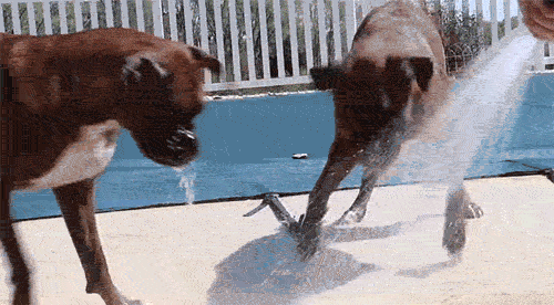 dogs-like-water