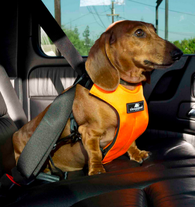 doxie-wiener-dog-harness-sleepypod