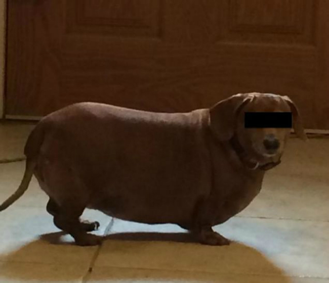 fat-doxie